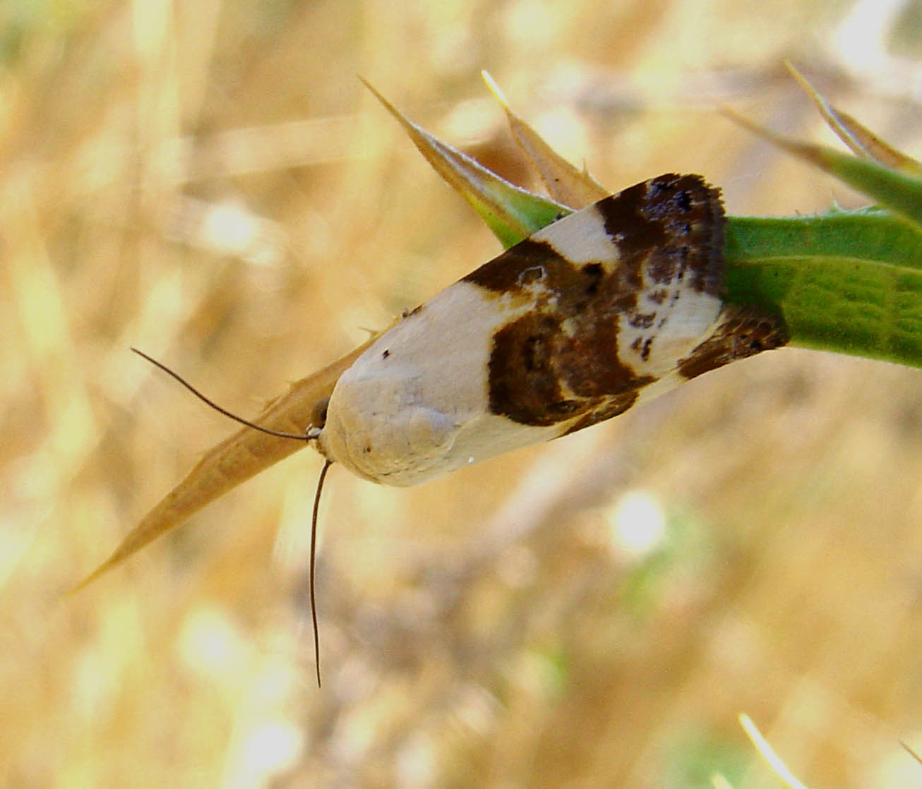 Acontia lucida